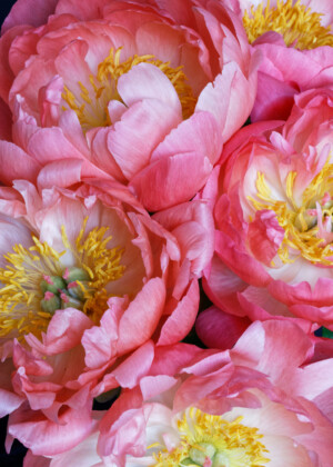 Cinq pivoines corail Cinq pivoines corail - Série Pivoines - E045