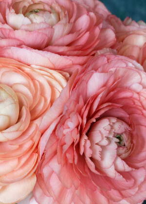 Renoncules corail Renoncules corail - Série Renoncules - E053