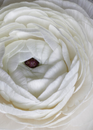 Renoncule blanche Renoncule blanche - Série Renoncules - E054