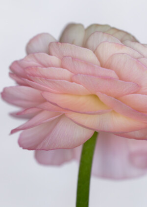 Renoncule rose pâle Renoncule rose pâle - Série Renoncules - E019