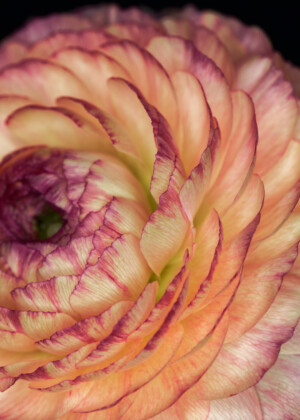 Renoncule orangée Renoncule orangée - Série Renoncules - E023