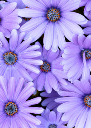 Marguerites du Cap mauves - Série Marguerites - E029