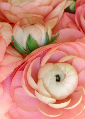 Renoncules corail en bouton Renoncules corail en bouton - Série Renoncules - E043