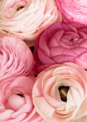 Six renoncules roses Six renoncules roses - Série Renoncules - E105