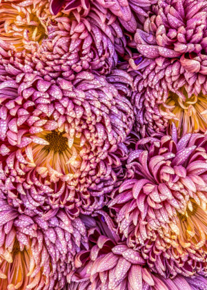 Chrysanthèmes et rosée - Série Automne - E050