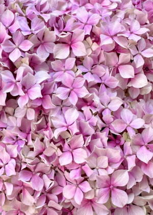 Hydrangea rose Hydrangea rose - Série Hydrangeas - E112