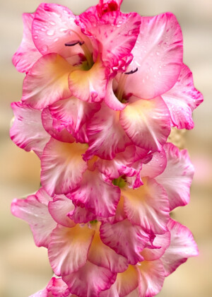 Glaïeul rose Glaïeul rose - Série Glaïeuls - E125