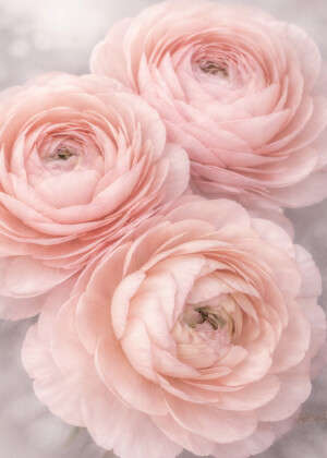 Douce présence Douce présence - Série Renoncules - T101