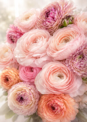 Harmonie discrète Harmonie discrète - Série Renoncules - T102