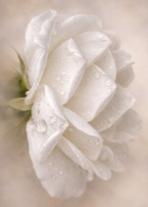 Rosée du matin Rosée du matin - Série Roses - T105