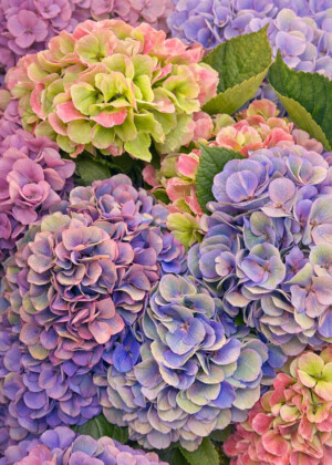 Rêve en fleurs - Série Hydrangea - T106