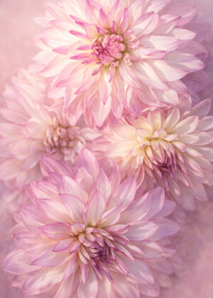 Le temps d'un rêve - Série Dahlias - T107
