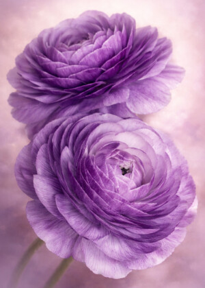 Cœur à cœur Cœur à cœur - Série Renoncules - T108