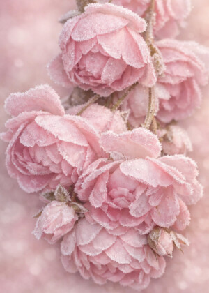 Douceur givrée Douceur givrée - Série Roses - T110