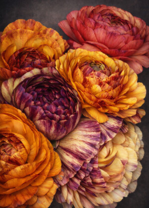 Harmonie dorée Harmonie dorée - Série Renoncules - T111