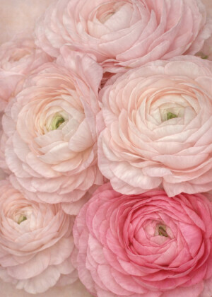 En douceur En douceur - Série Renoncules - T112