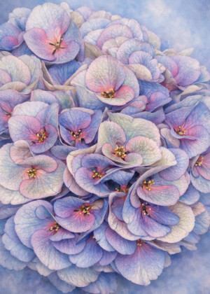 Nuance bleutée - Série Hydrangea - T113