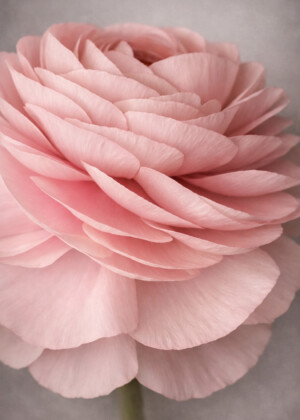 Tulle de pétales Tulle de pétales - Série Renoncules - T114