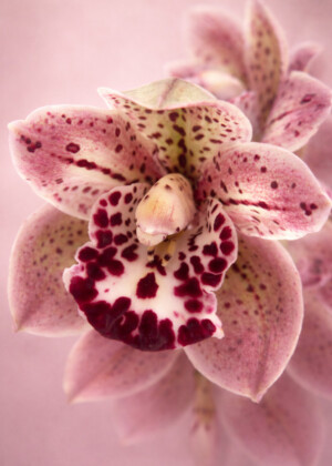 Elégance - Série Orchidées - T115