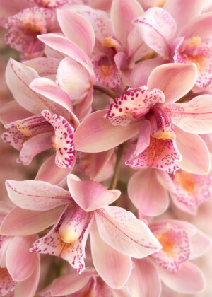 Plénitude rosée - Série Orchidées - T120
