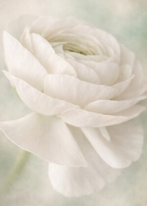 Evanescence Evanescence - Série Renoncules - T121