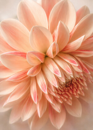 Juste un instant - Série Dahlias - T122