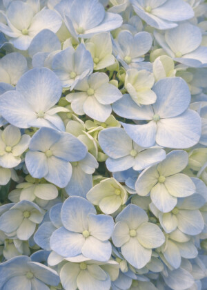 Lumière douce - Série Hydrangea - T123