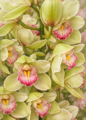 Harmonie végétale - Série Orchidées - T124