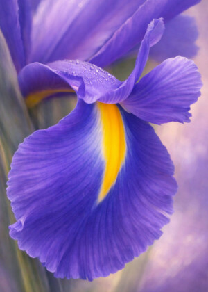 Fragment azur - Série Iris - T201