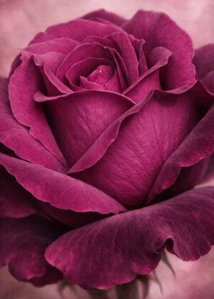 Sensualité - Série Roses - T202