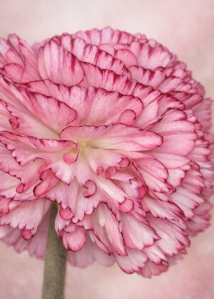 Froufrou rosé Froufrou rosé - Série Renoncules - T204