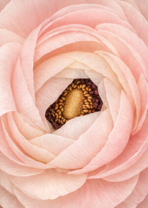 Près du cœur Près du cœur - Série Renoncules - T205