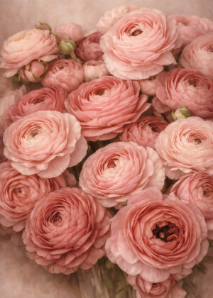 Douce offrande Douce offrande - Série Renoncules - T206