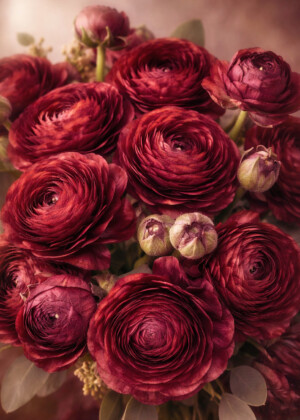 L'ombre d'un rêve L'ombre d'un rêve - Série Renoncules - T207