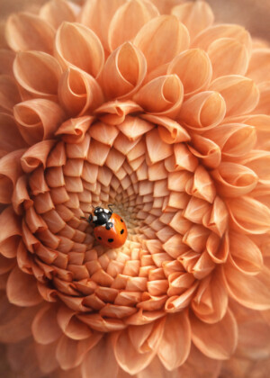 L'inattendue - Série Dahlias - T208