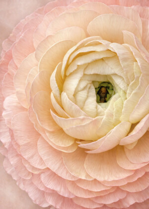 Instant fragile Instant fragile - Série Renoncules - T209