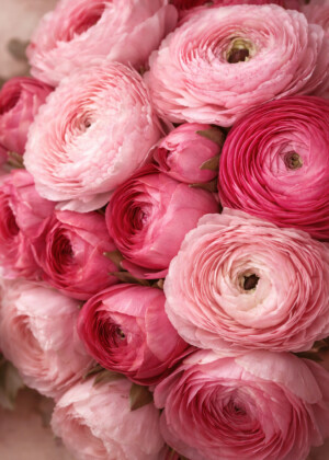 Tendresse en rose - Série Renoncules - T210