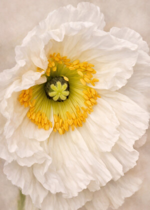 Chorégraphie en blanc Chorégraphie en blanc - Série Pavots - T211