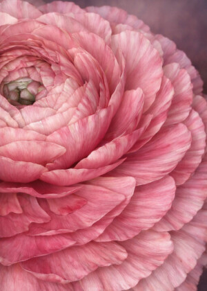 Murmure de pétales Murmure de pétales - Série Renoncules - T213