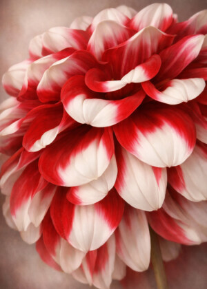 Blanc incarnat - Série Dahlias - T214