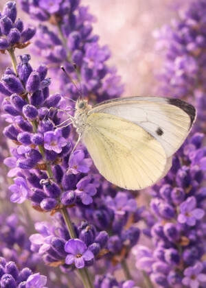 Silence d'été Silence d'été - Série Lavande - T215