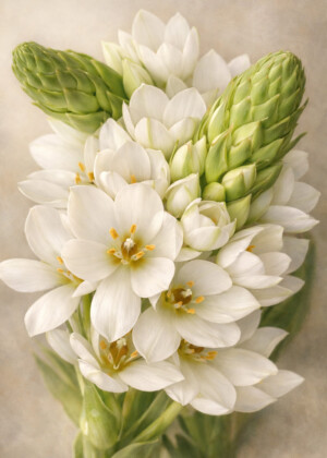 Douce étreinte Douce étreinte - Série Ornithogales - T216