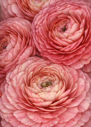 Instant complice Instant complice - Série Renoncules - T218