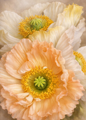 L'air du temps L'air du temps - Série Pavots - T219