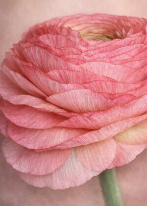 Délice Délice - Série Renoncules - T220