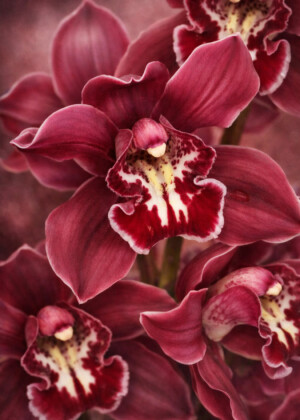 Incandescence - Série Orchidées - T221