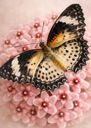 Murmures d'ailes Murmures d'ailes - Série Hoyas - T222