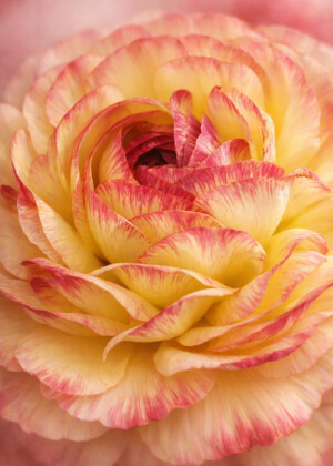 Gourmandise Gourmandise - Série Renoncules - T224