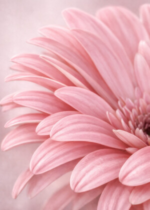 Caresse florale - Série Gerberas - T225