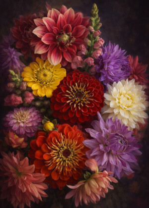 Zinnias, dahlias et mufliers - Série Multifleurs - E131